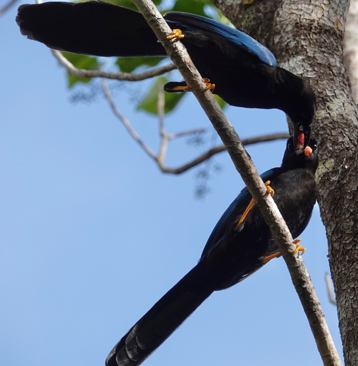 9Reserva de la Biosfera Sian Ka'an - Yucatan Jay9