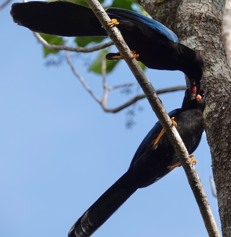 Yucatan Jay1
