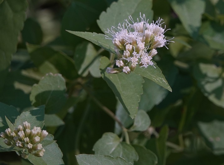  Ageratina herbacea, White Thoroughwort   2