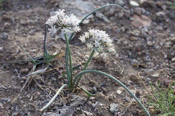Allium macropetalum - Largeflower Onion - Ready Pay Gulch