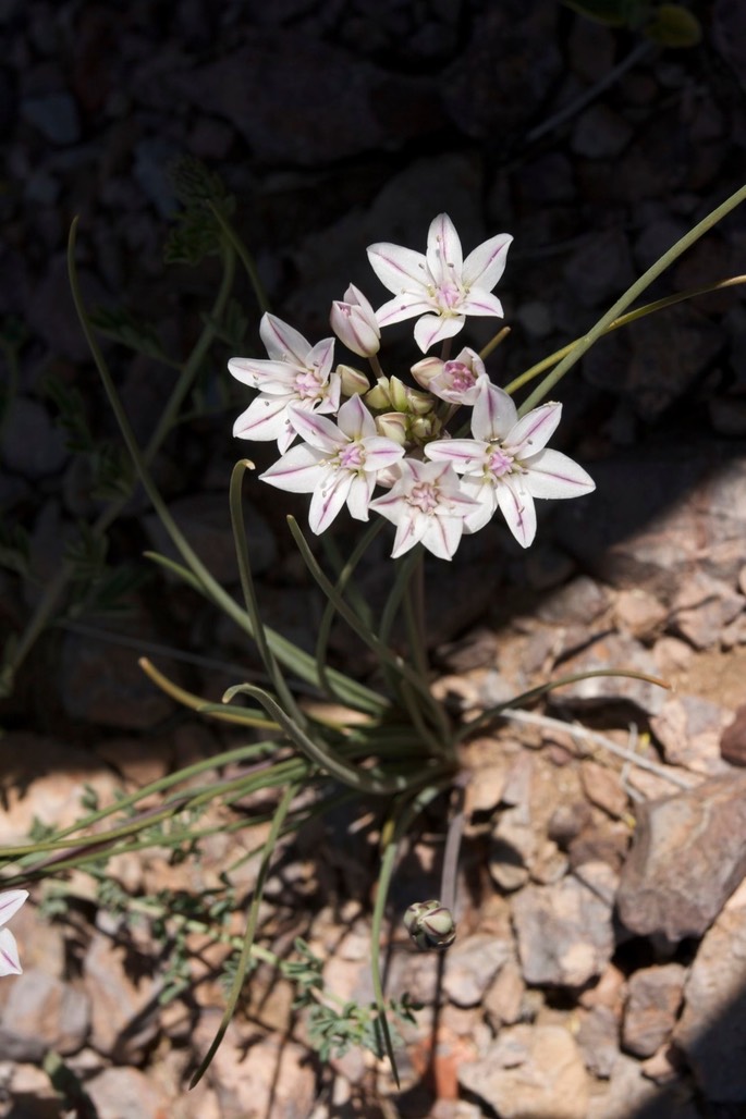 Allium macropetalum1