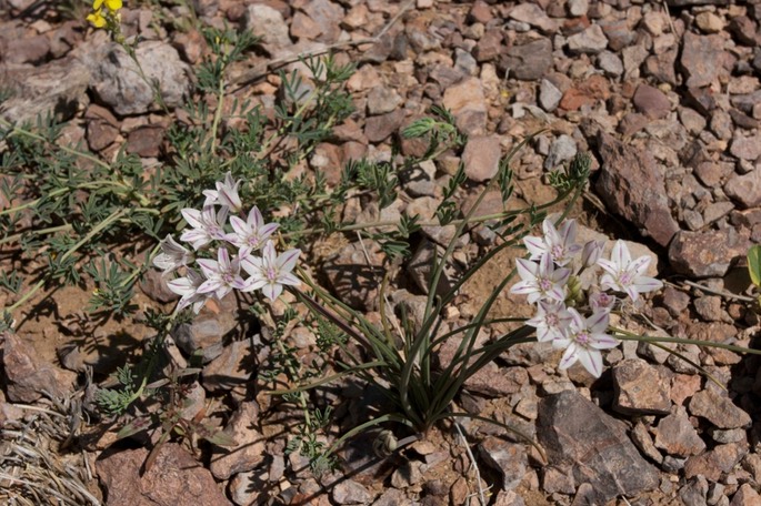 Allium macropetalum2