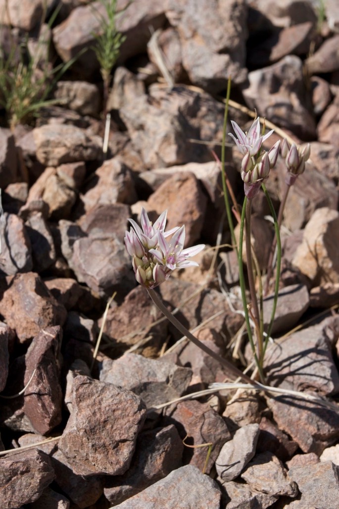 Allium macropetalum3
