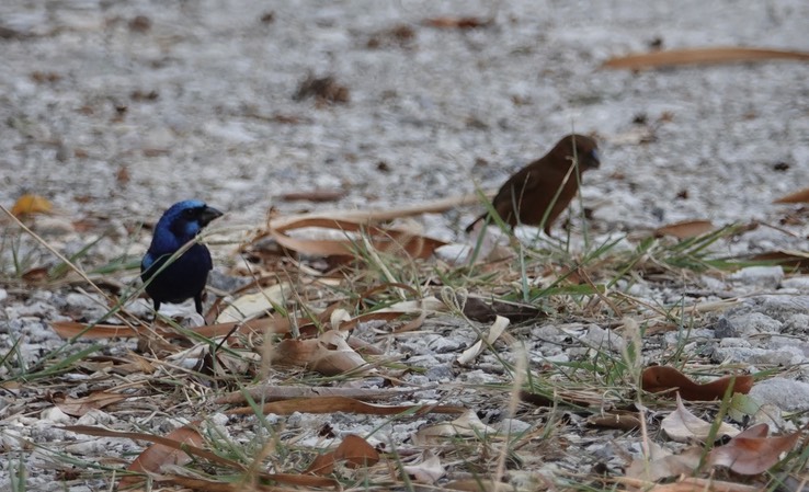 Blue Bunting. Cyanocompsa parellina        3