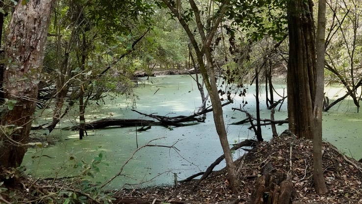 Calakmul Biosphere, April 7 Campeche, Mexico3