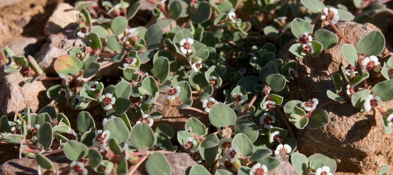 Chamaesyce albomarginata 1