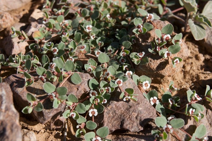 Chamaesyce albomarginata 2