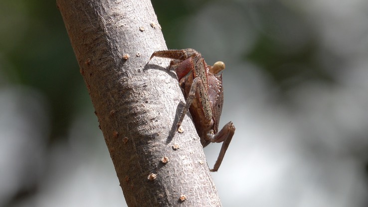 Crab - Quintana Roo 1