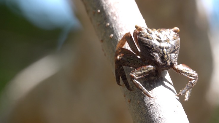 Crab - Quintana Roo 2