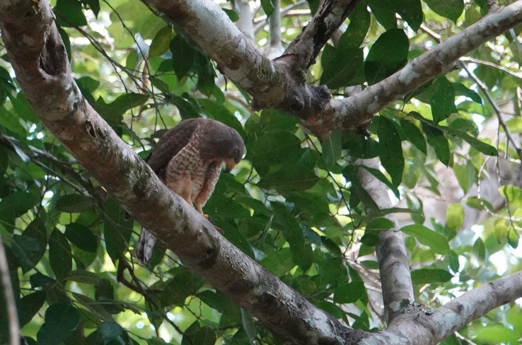 Dzibanche, Quintana Roo, Mexico, Roadside Hawk