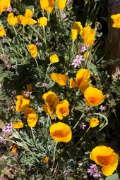 Eschscholtzia californica mexicana2