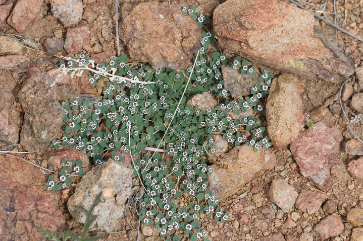 Euphorbia albomarginata, Rattlesnake Weed2a
