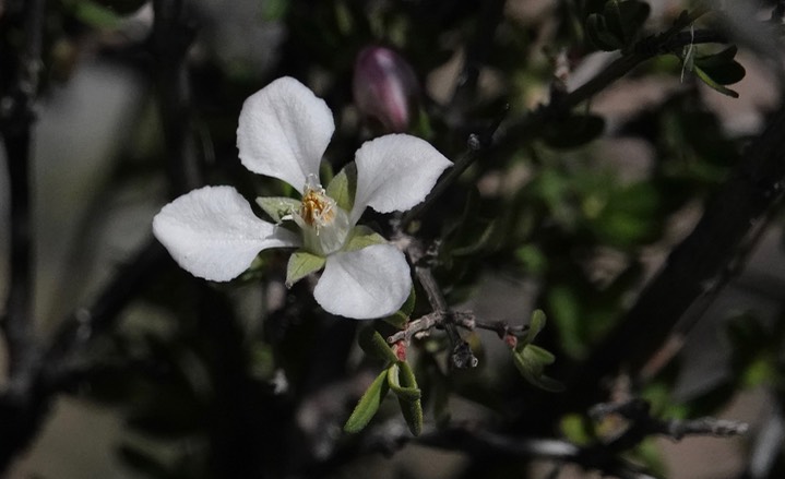 Fendlerbush or Wright's Fendlerbush - Fendlera rupicola var. wrightii1