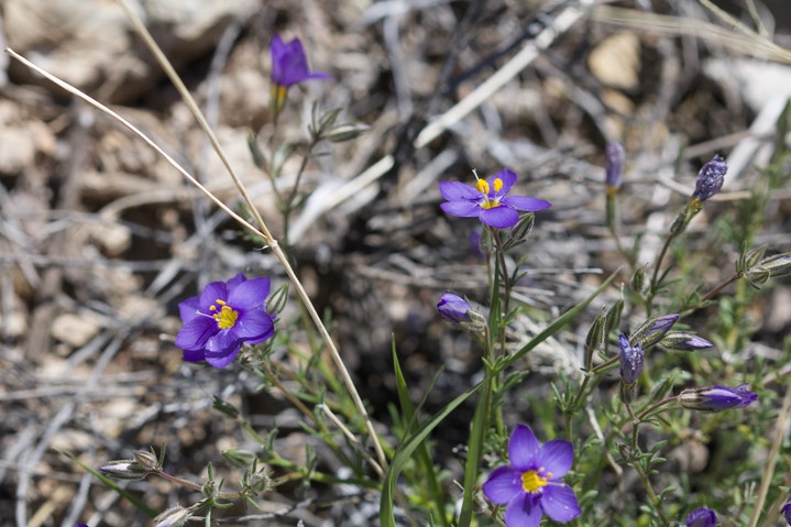 Giliastrum acerosum, Spiny Blue Bowls, Apache Peak 4-14a