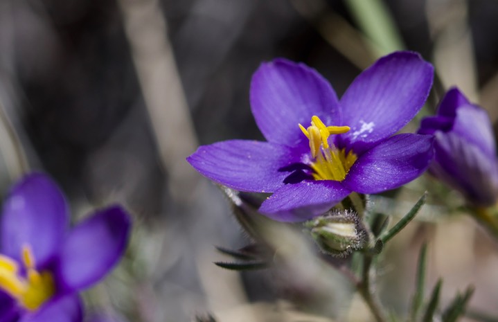 Giliastrum acerosum, Spiny Blue Bowls, Apache Peak 4-14d