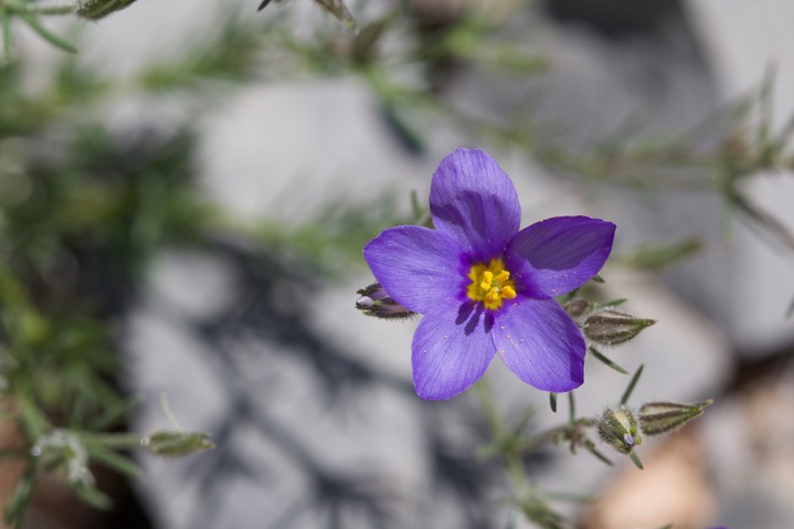 Giliastrum acerosum, Spiny Blue Bowls, Apache Peak 4-14e