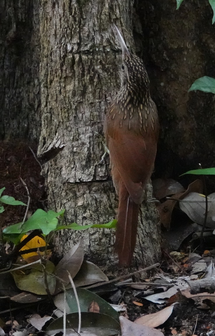Ivory-billed Woodcreeper. Xiphorhynchus flavigaster Chicanná, Campeche, Mexico (34)