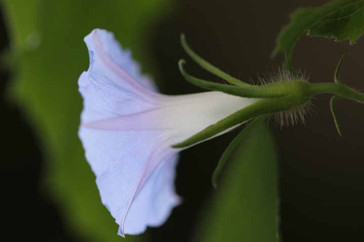 Ivy-leaf Morning Glory - Ipomoea hederacea  2