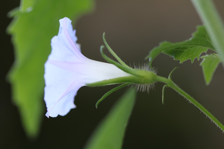 Ivy-leaf Morning Glory - Ipomoea hederacea  3