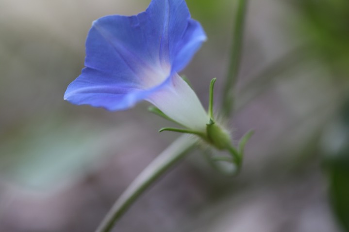 Ivy-leaf Morning Glory - Ipomoea hederacea  4