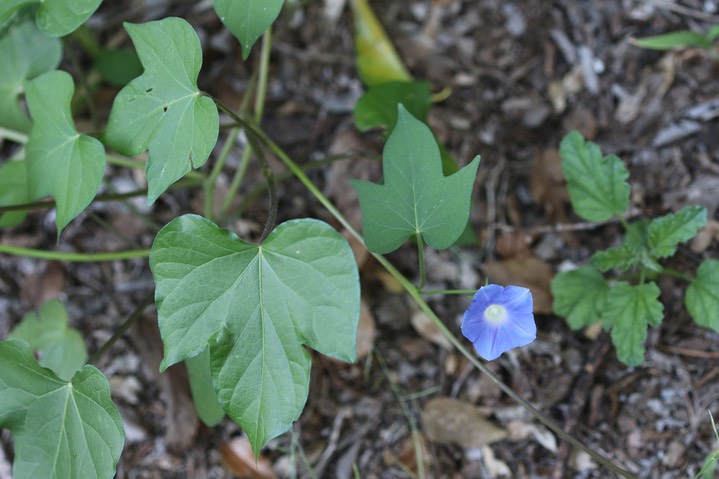 Ivy-leaf Morning Glory - Ipomoea hederacea  7