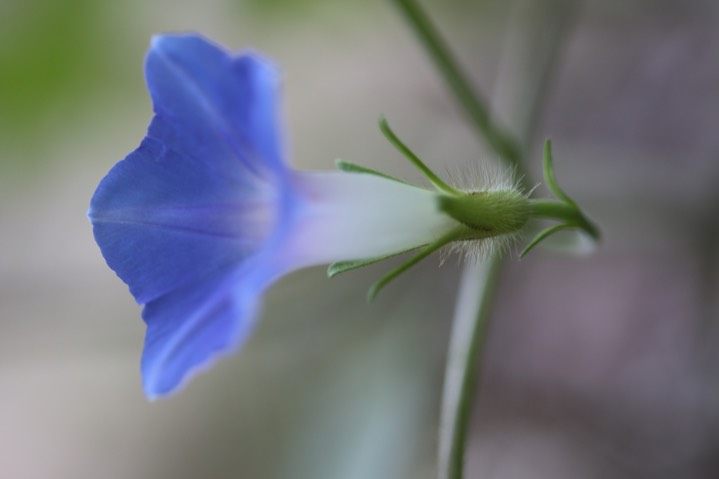 Ivy-leaf Morning Glory - Ipomoea hederacea  5