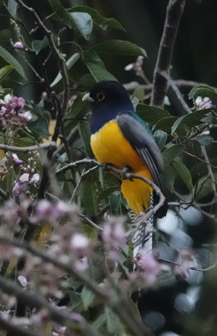 Kohunlich, Quintana Roo, Mexicom. Gartered Trogon2