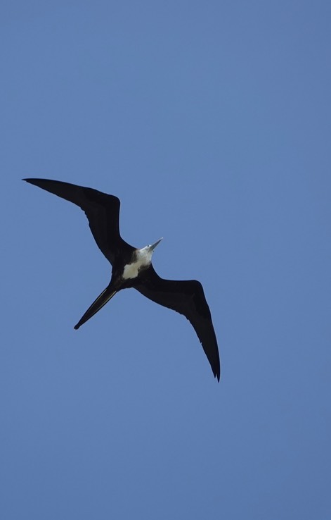 Magnificent Frigatebird