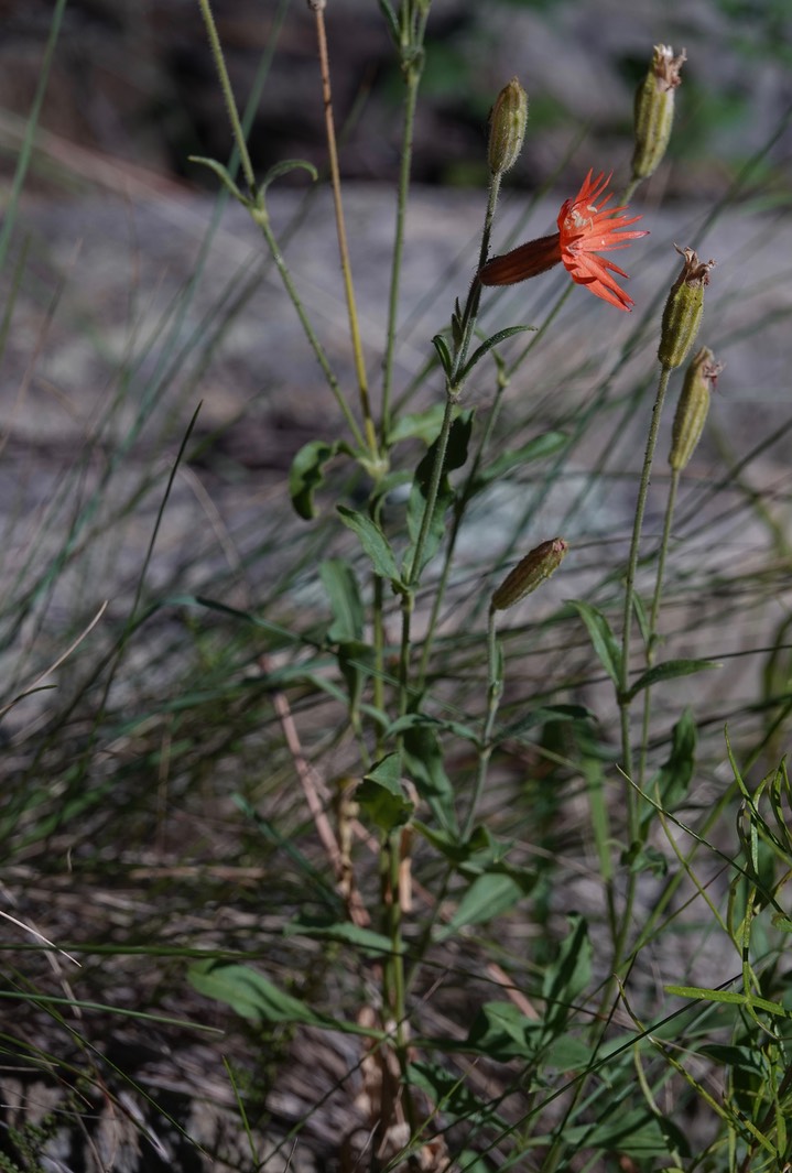 Mexican Catch-Fly:Cardinal Catchfly - Silene laciniata3