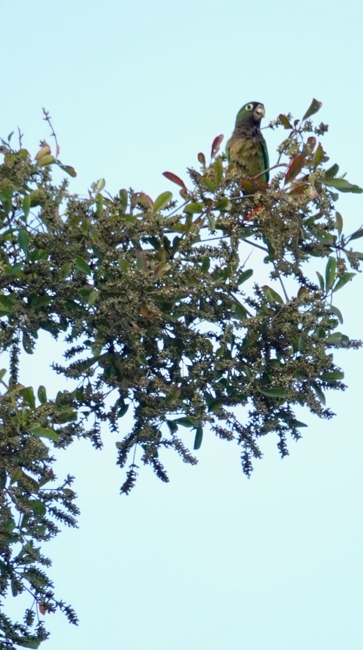 Olive-throated Parakeet, Eupsittula rana  1 Calakmul, Campeche, Mexico