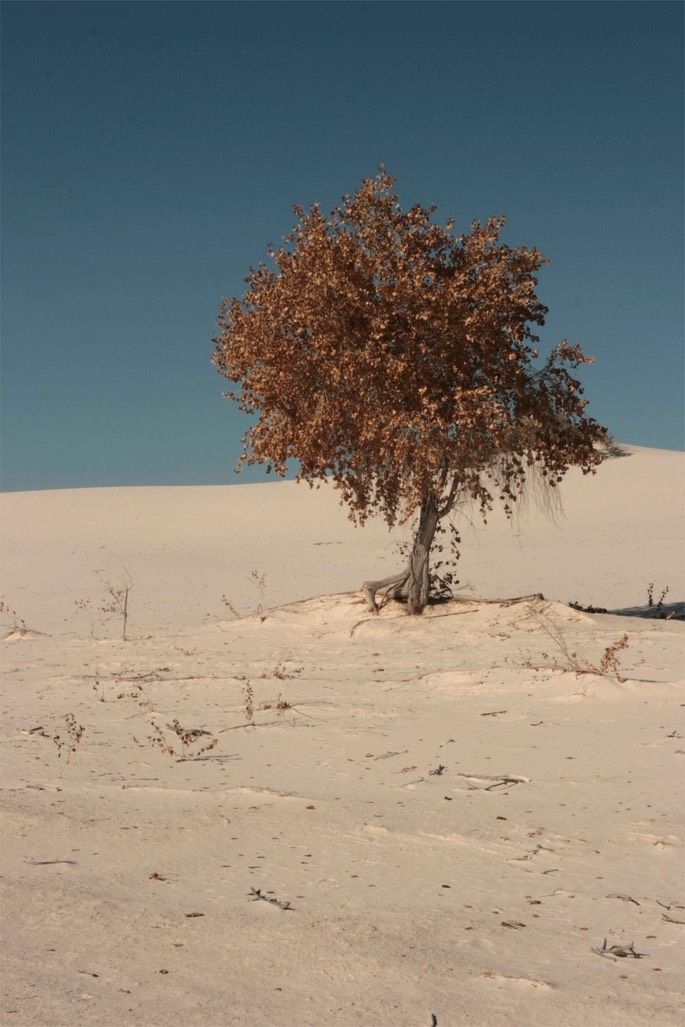 Populus fremonti4
