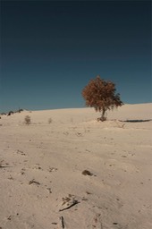 Populus fremontii4