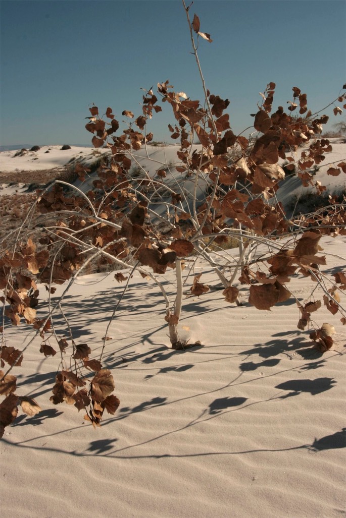 Populus fremontii