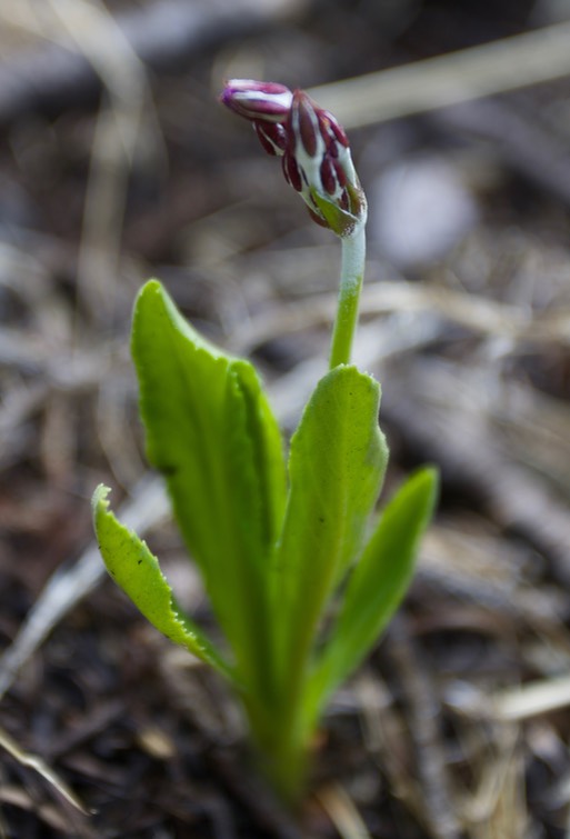 Primula rusbyi1