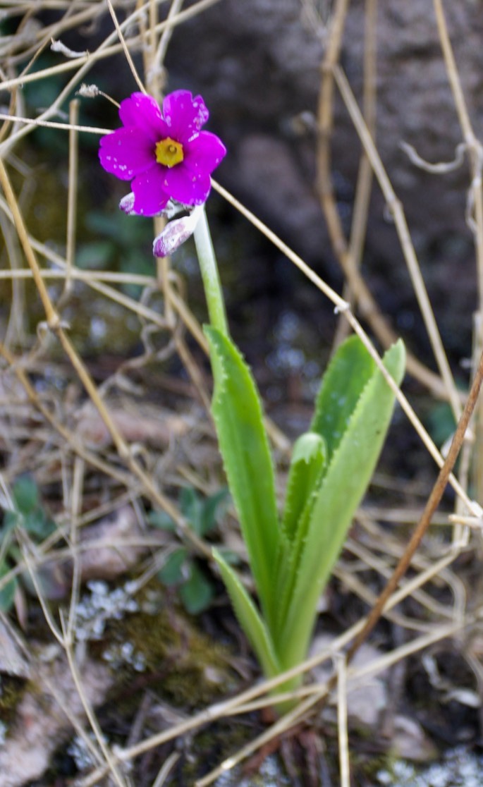 Primula rusbyi2
