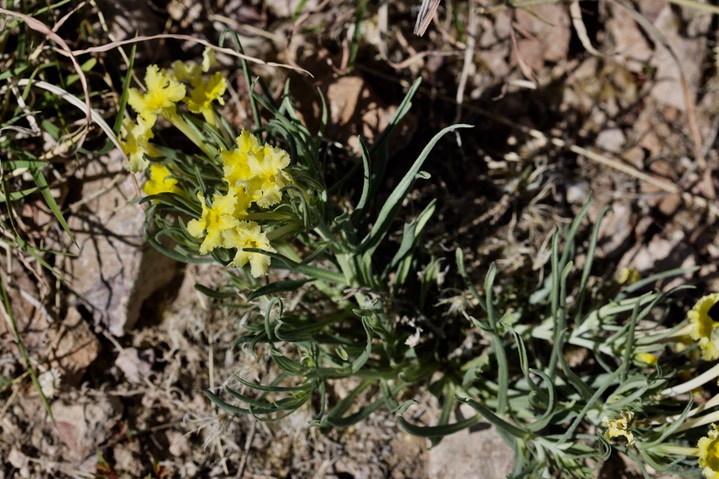 Puccoon - Lithospermum incisum East of Hillsboro2