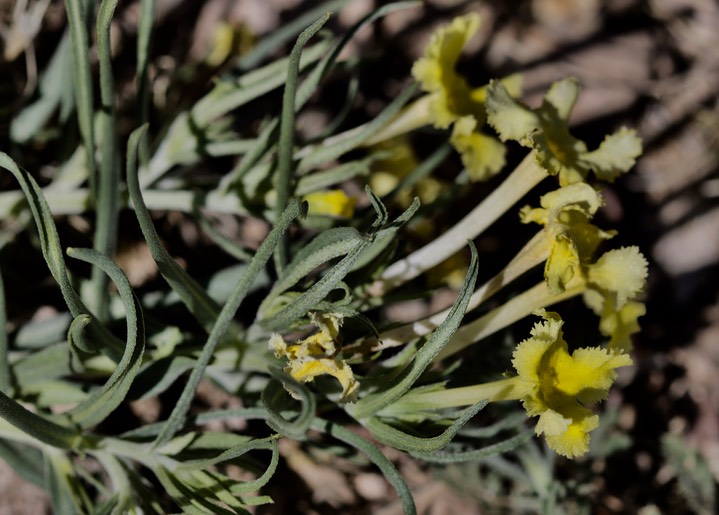 Puccoon - Lithospermum incisum East of Hillsboro3