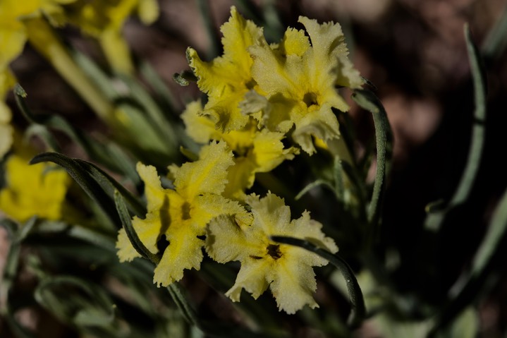 Puccoon - Lithospermum incisum East of Hillsboro 1
