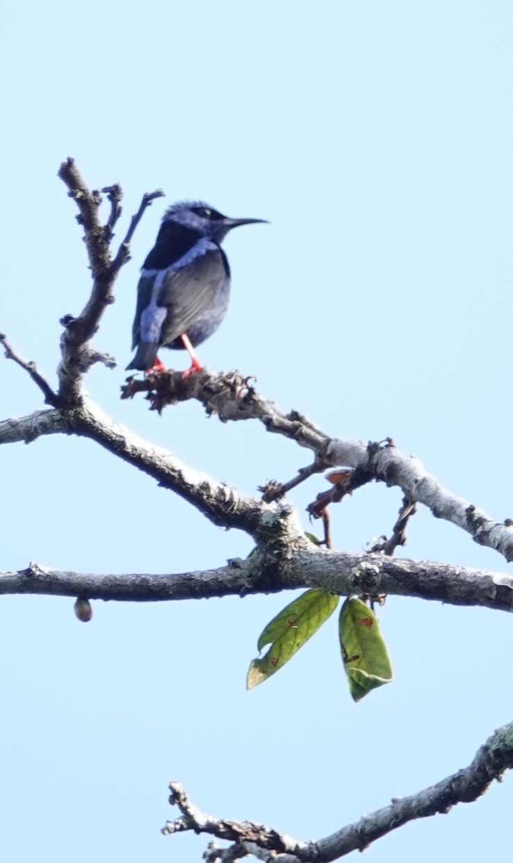 Red-legged Honeycreeper , Cyanerpes cyaneus      2