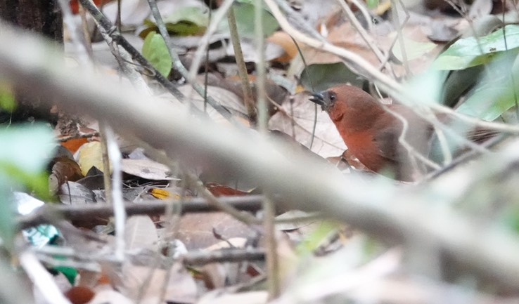 Red-throated Ant-Tanager. Habia fuscicauda Chicanná, Campeche, Mexico (1)