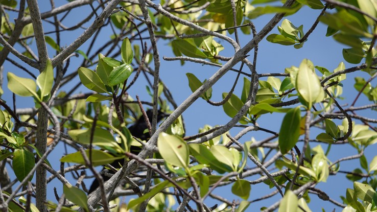 Reserva de la Biosfera Sian Ka'an. Red Mangrove Rhizophora mangle2