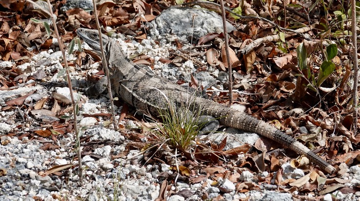 Reserva de la Biosfera Sian Ka'an Black Spiny Iguana, Ctenosaura similis1