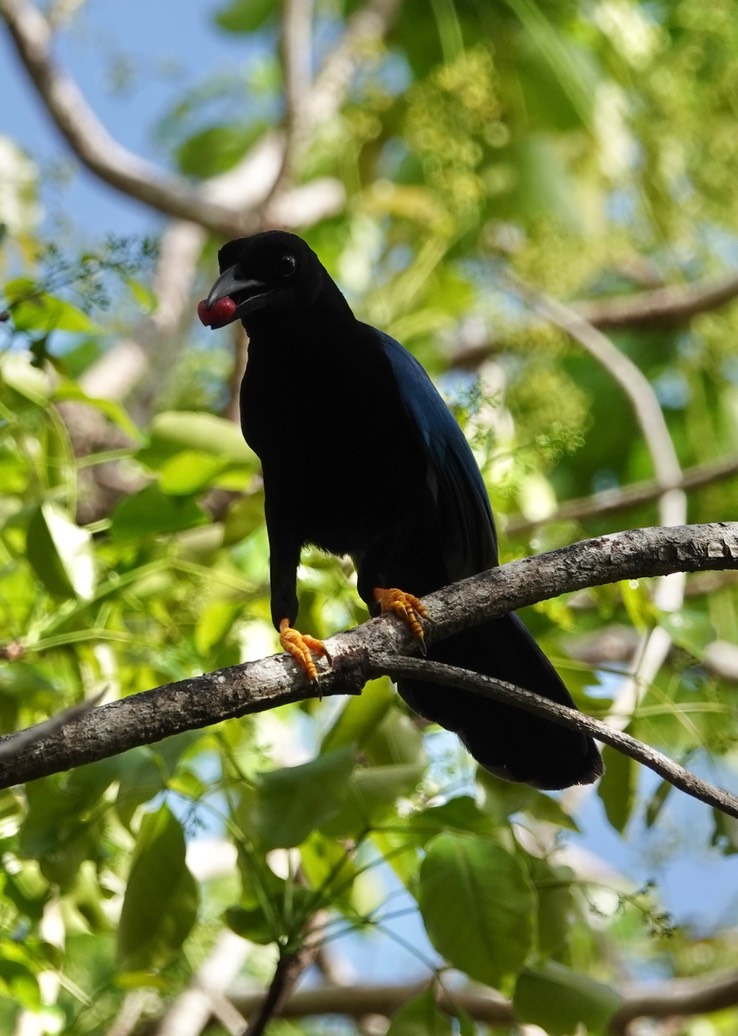 Reserva de la Biosfera Sian Ka'an - Yucatan Jay2