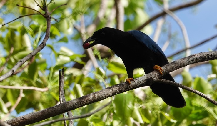 Reserva de la Biosfera Sian Ka'an - Yucatan Jay3