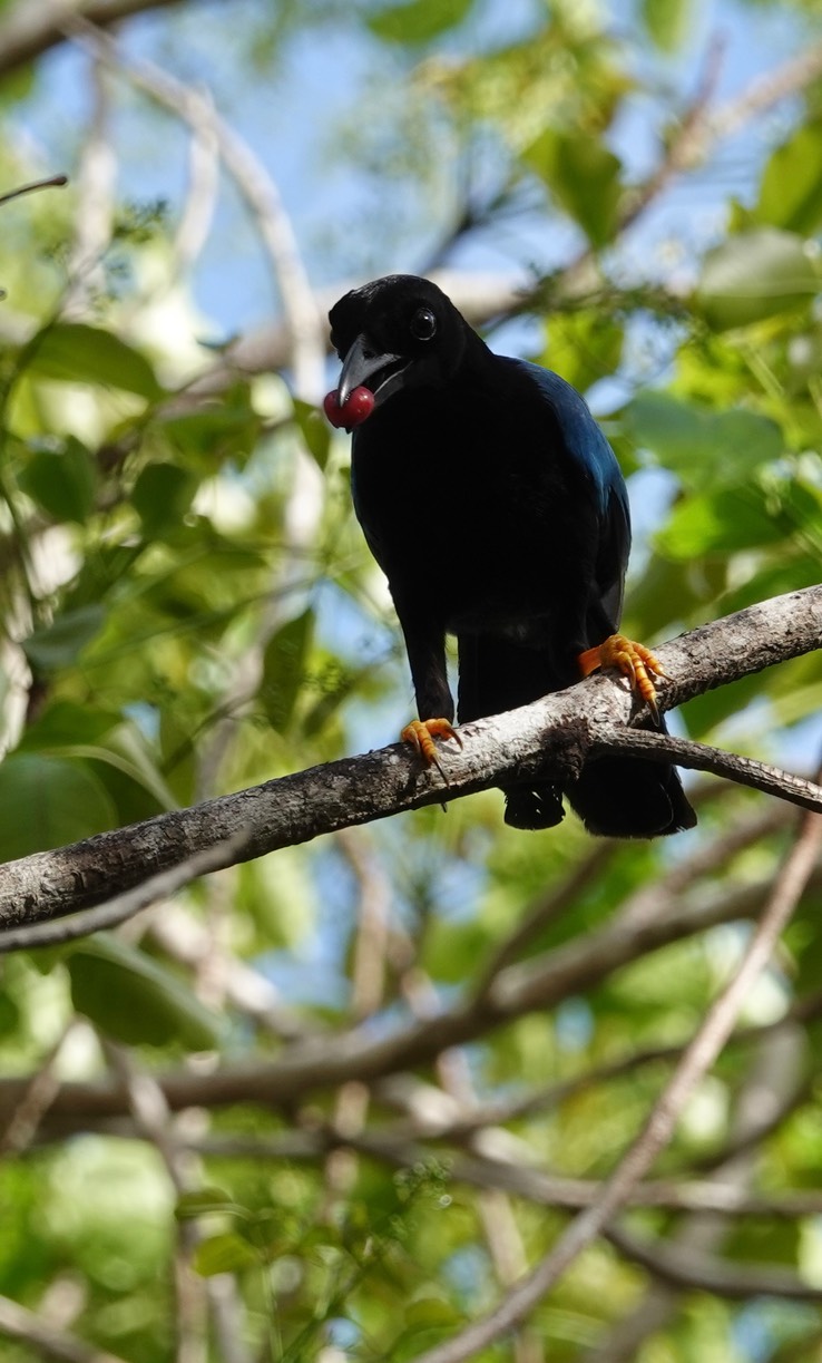 Reserva de la Biosfera Sian Ka'an - Yucatan Jay4