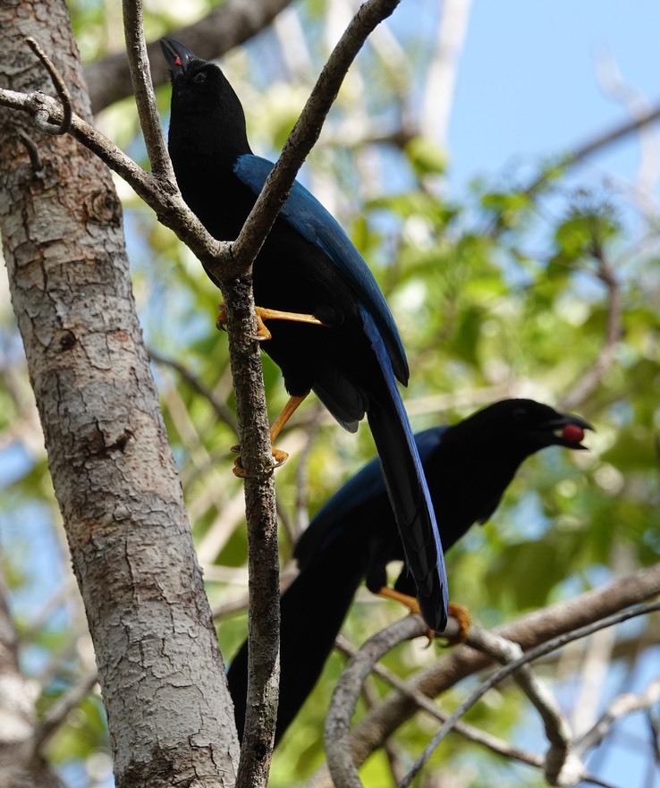 Reserva de la Biosfera Sian Ka'an - Yucatan Jay5
