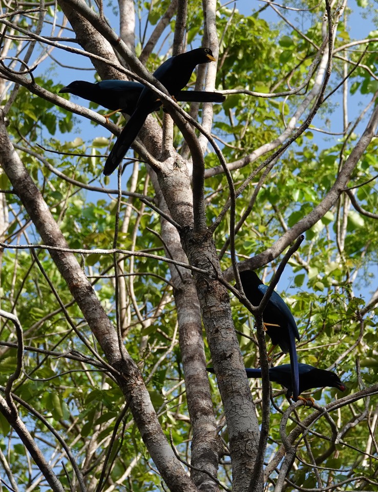 Reserva de la Biosfera Sian Ka'an - Yucatan Jay6