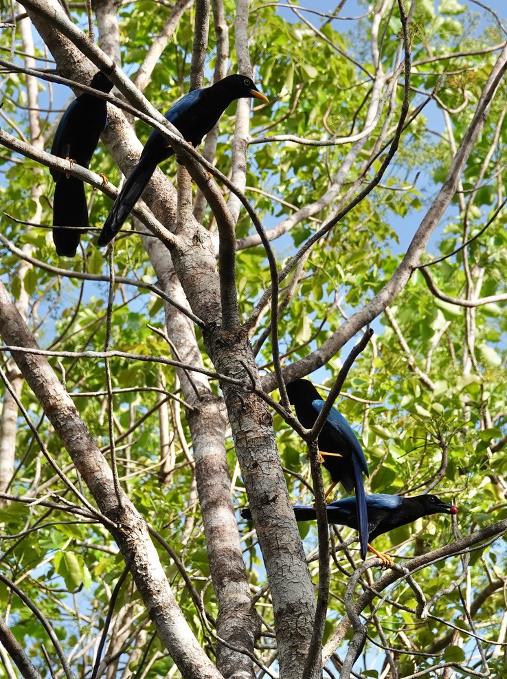 Reserva de la Biosfera Sian Ka'an - Yucatan Jay7