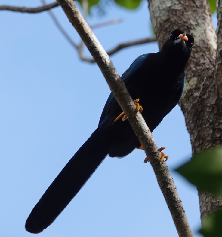 Reserva de la Biosfera Sian Ka'an - Yucatan Jay8