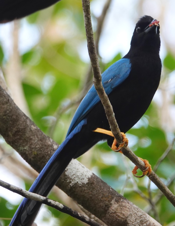 Reserva de la Biosfera Sian Ka'an - Yucatan Jay10